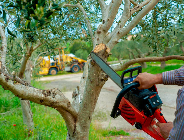 Tree Removal for Businesses in Goose Creek Village, VA